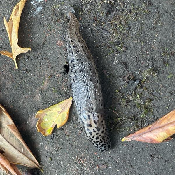 Grote aardslak (Limax maximus)